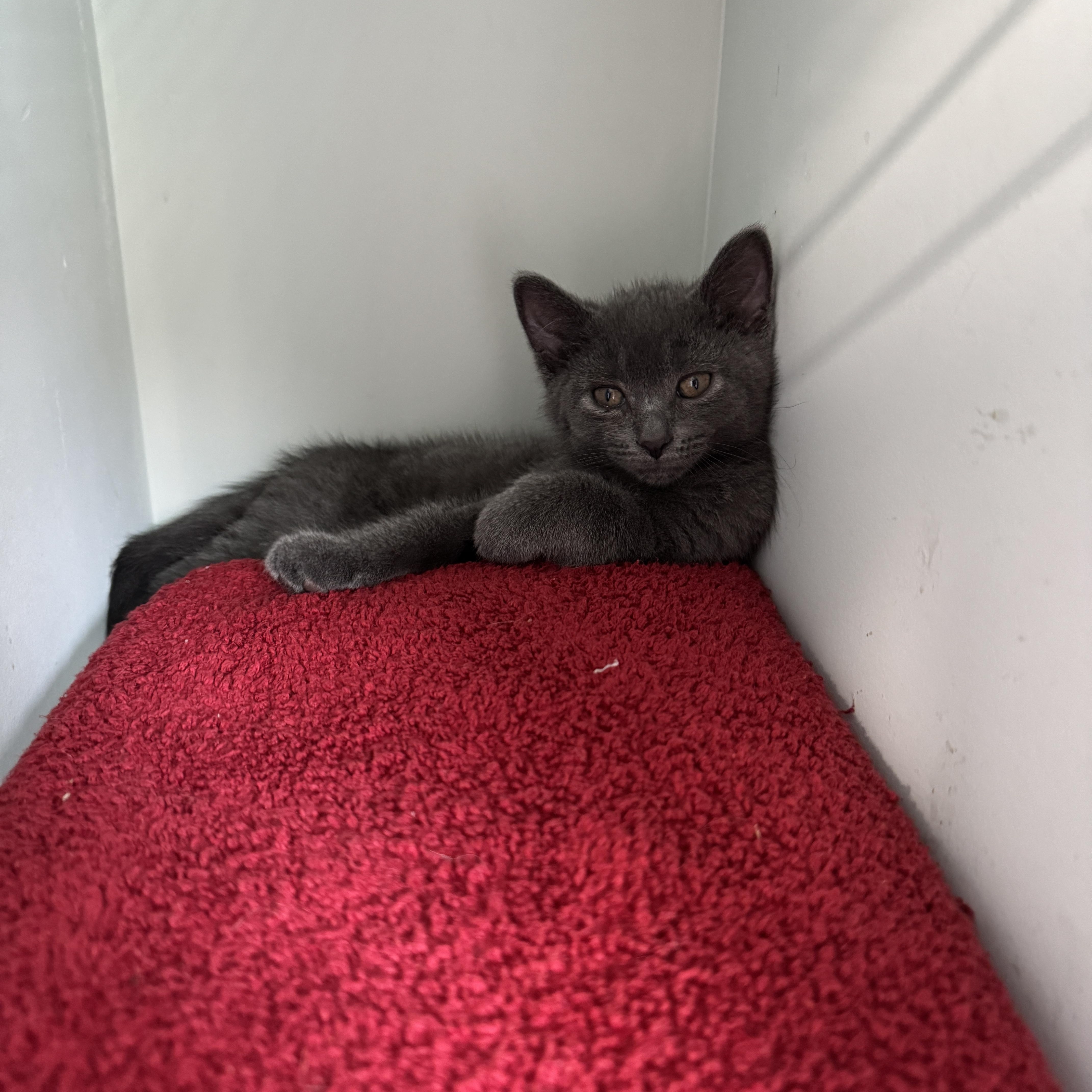 Taquito, an adopted Domestic Short Hair in Cleveland Heights, OH image 4/6