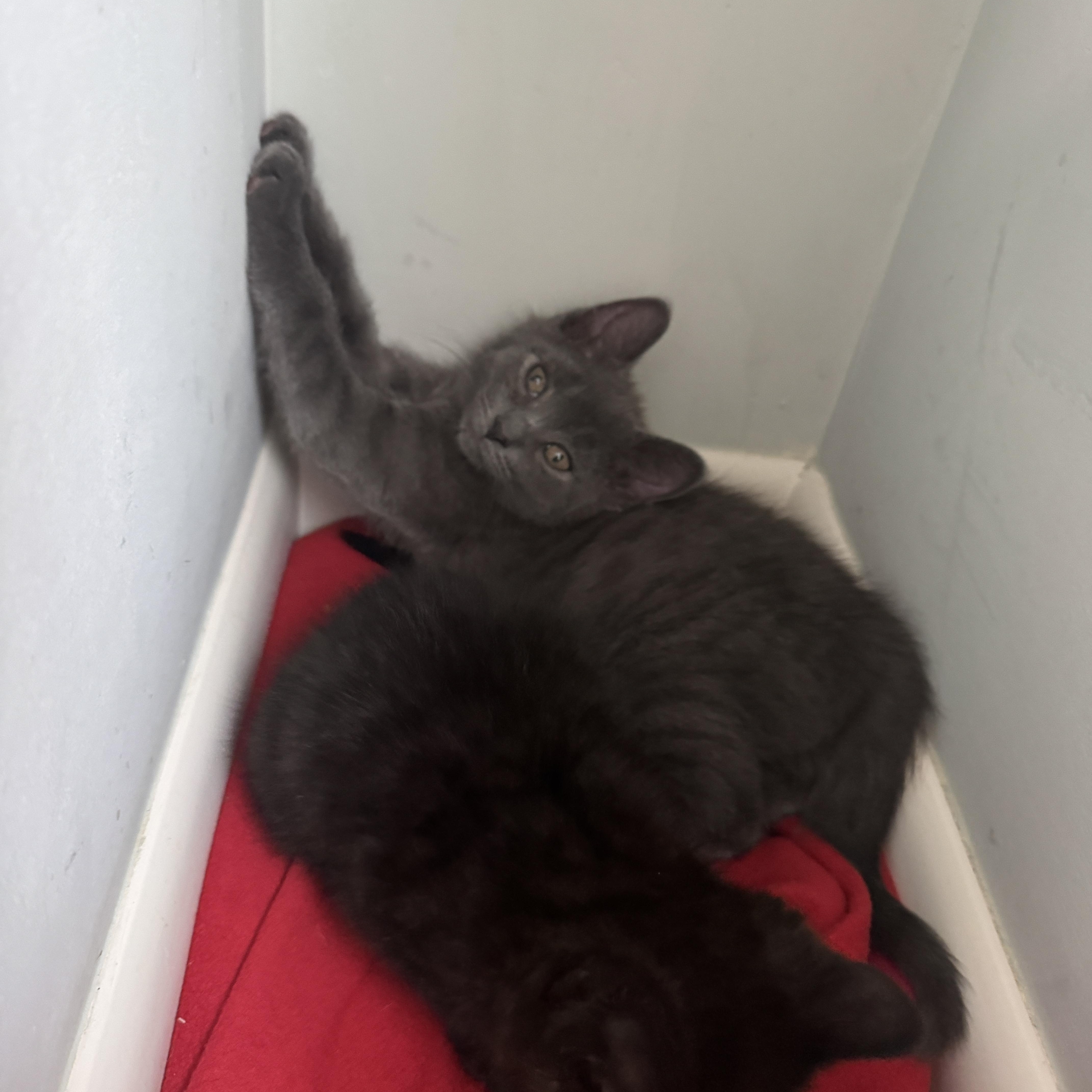 Taquito, an adopted Domestic Short Hair in Cleveland Heights, OH image 6/6