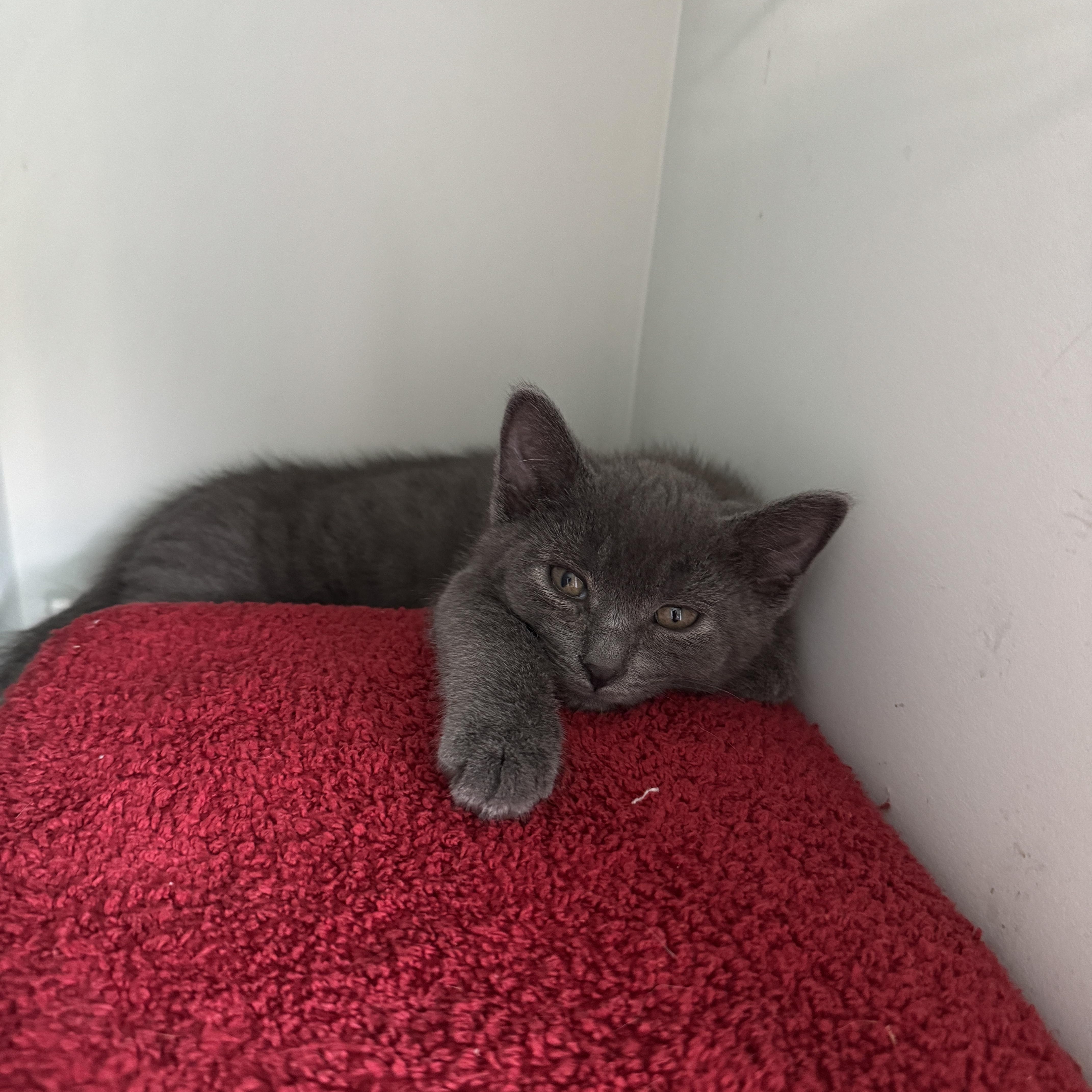 Taquito, an adopted Domestic Short Hair in Cleveland Heights, OH image 3/6