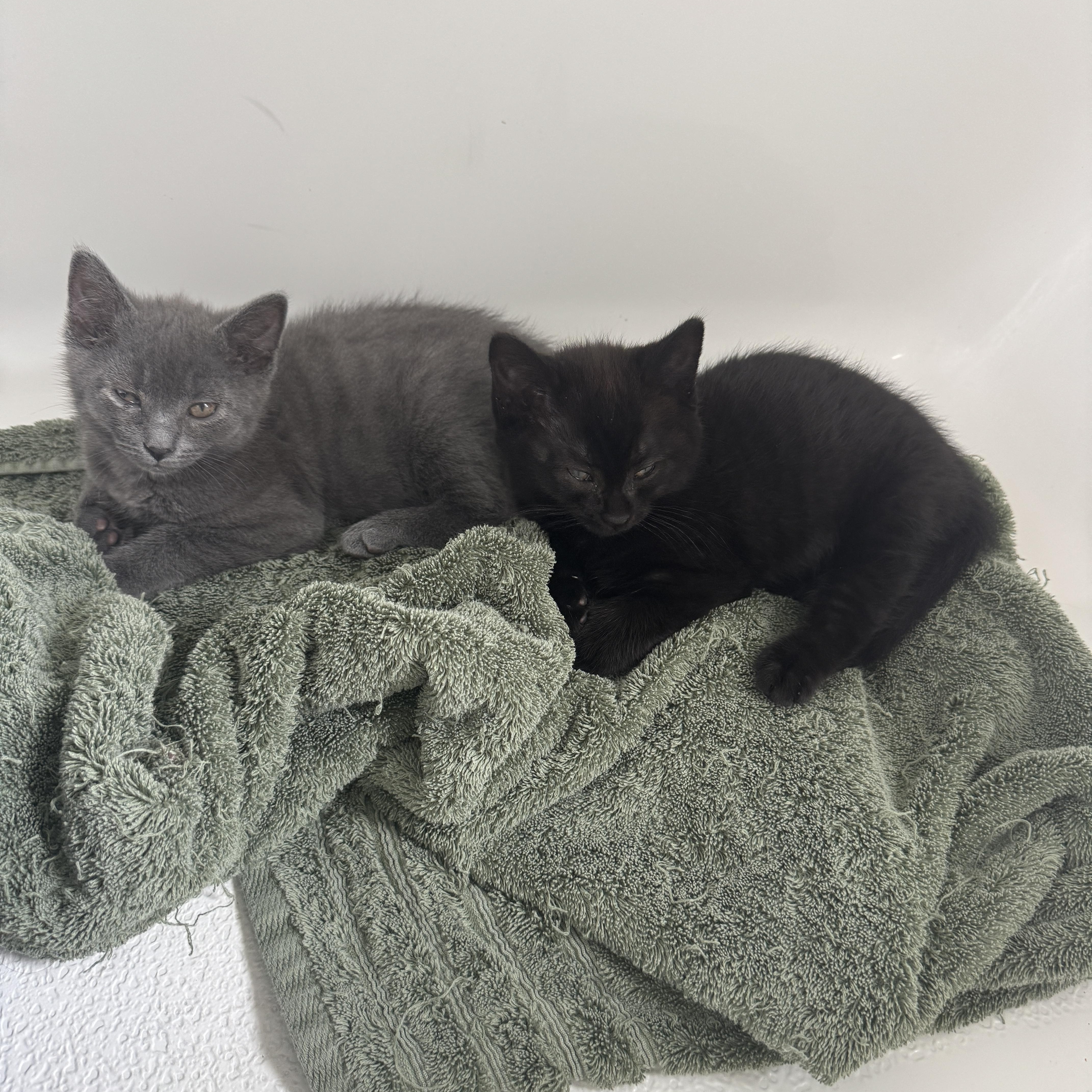 Taquito, an adopted Domestic Short Hair in Cleveland Heights, OH image 5/6