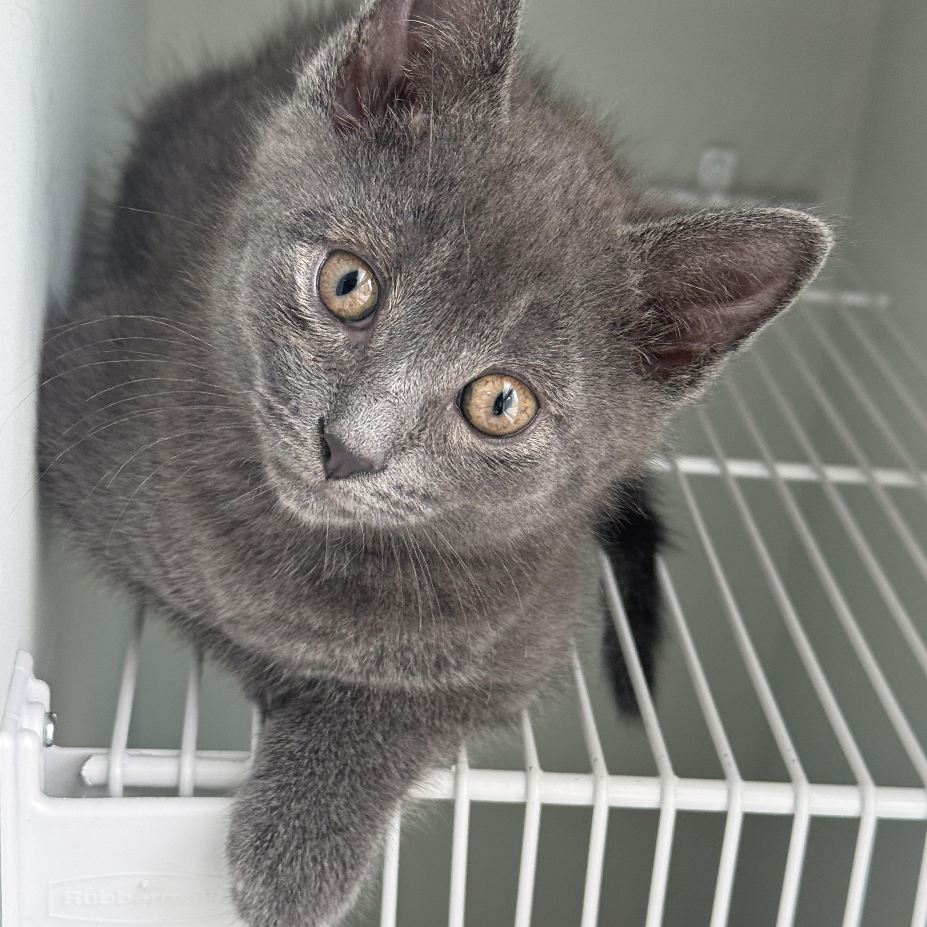 Taquito, adopted, Kitten Male Domestic Short Hair.