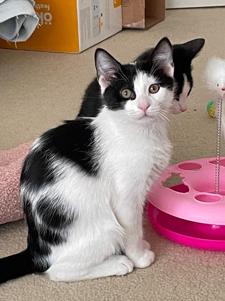 Snowberry, Adoptable, Young Male Domestic Short Hair.