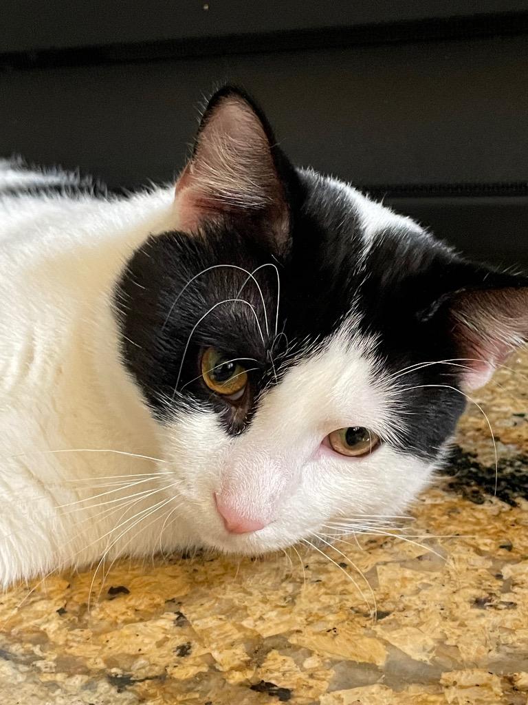 Enlarge Snowberry, a Adoptable mixed breed in Ballwin, MO image 2/6