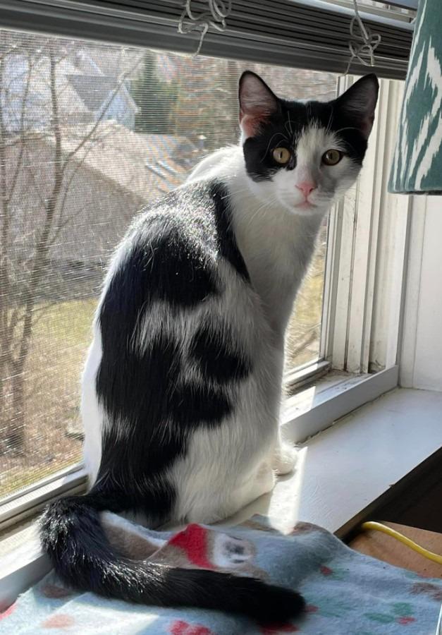 Enlarge Snowberry, a Adoptable mixed breed in Ballwin, MO image 3/6