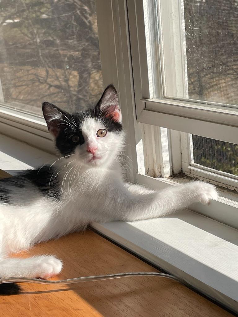Enlarge Snowberry, a Adoptable mixed breed in Ballwin, MO image 4/6