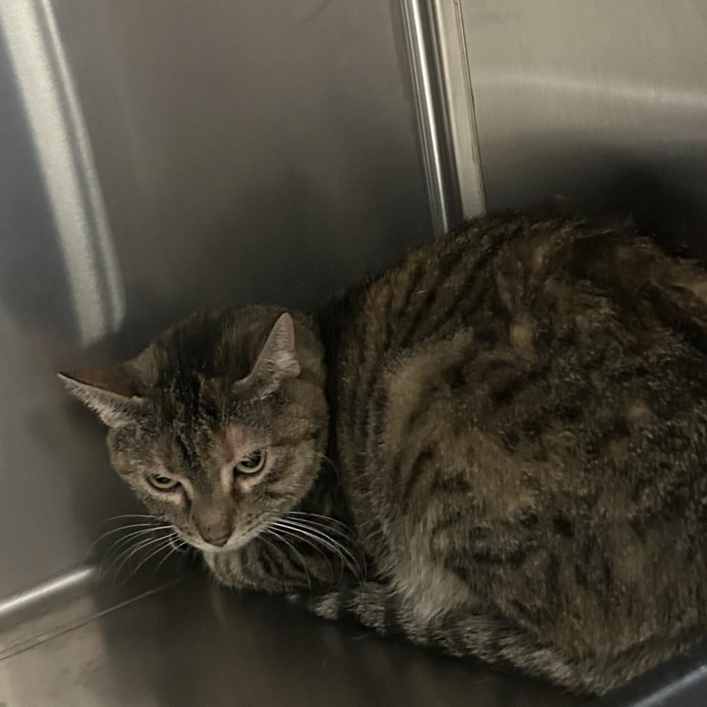 Lilly, Adoptable, Young Female Domestic Short Hair.