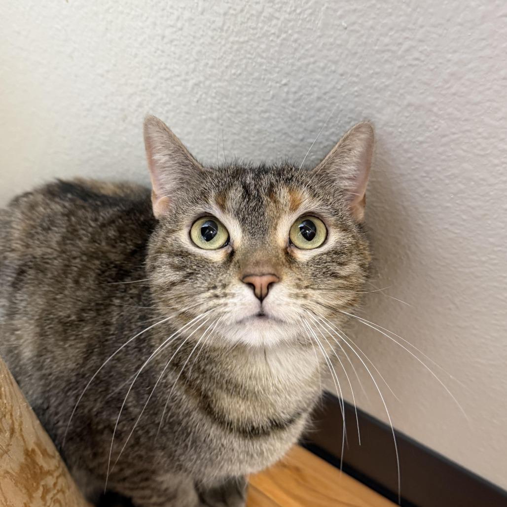 Enlarge Lilly, a Adoptable Domestic Short Hair in Cody, WY image 2/4