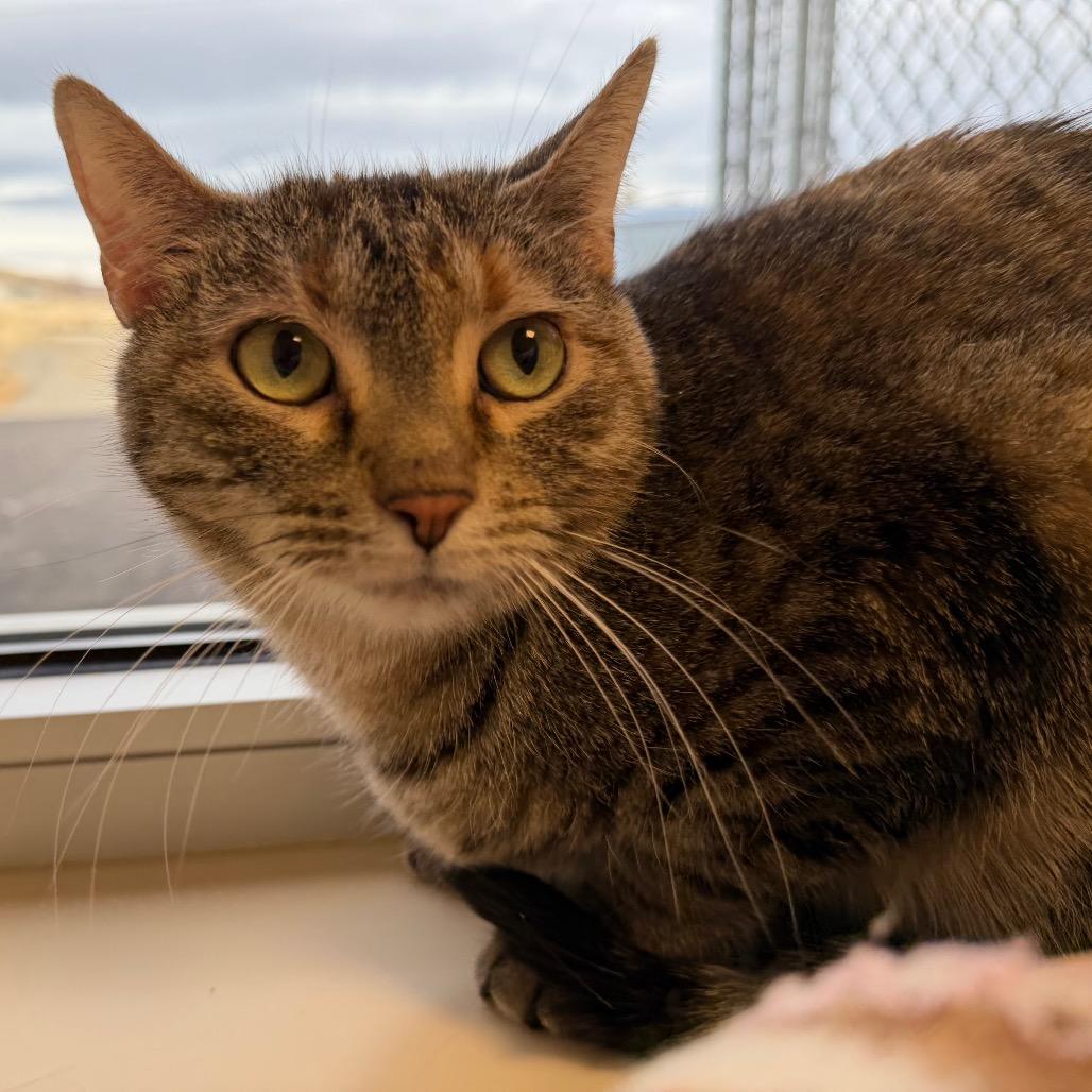 Enlarge Lilly, a Adoptable Domestic Short Hair in Cody, WY image 2/2