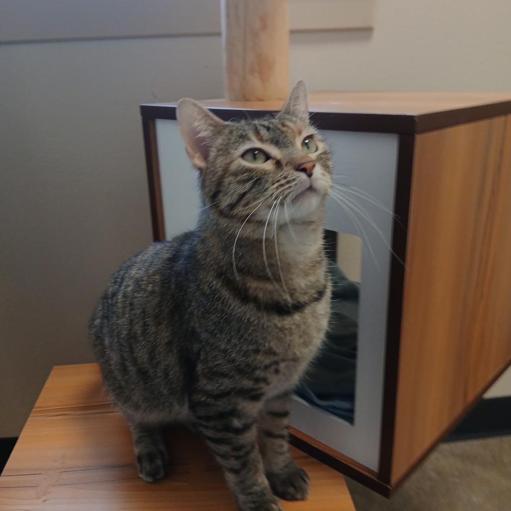 Enlarge Lilly, a Adoptable Domestic Short Hair in Cody, WY image 4/4