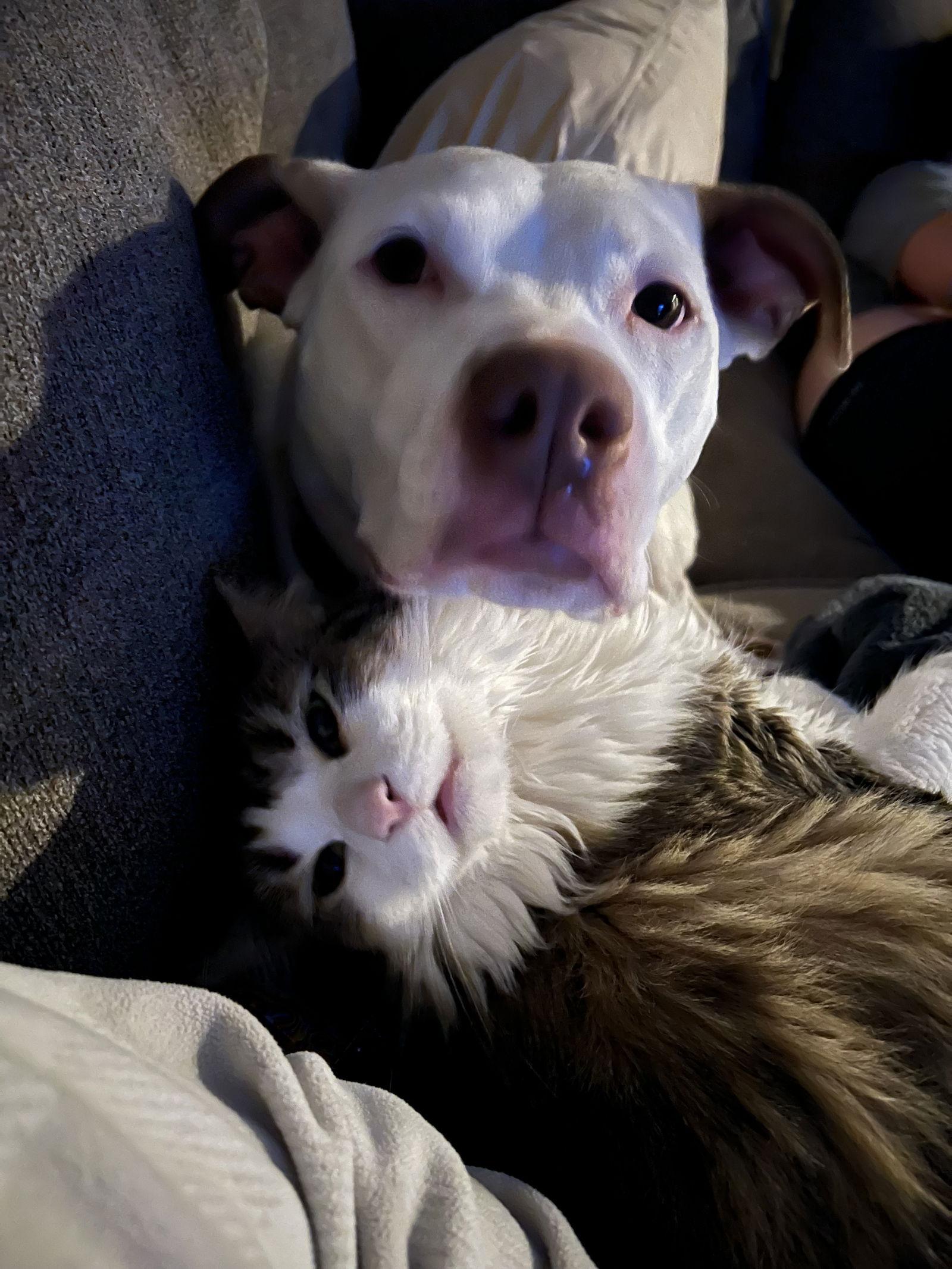 Nova, Adopted, Young Female Staffordshire Bull Terrier.