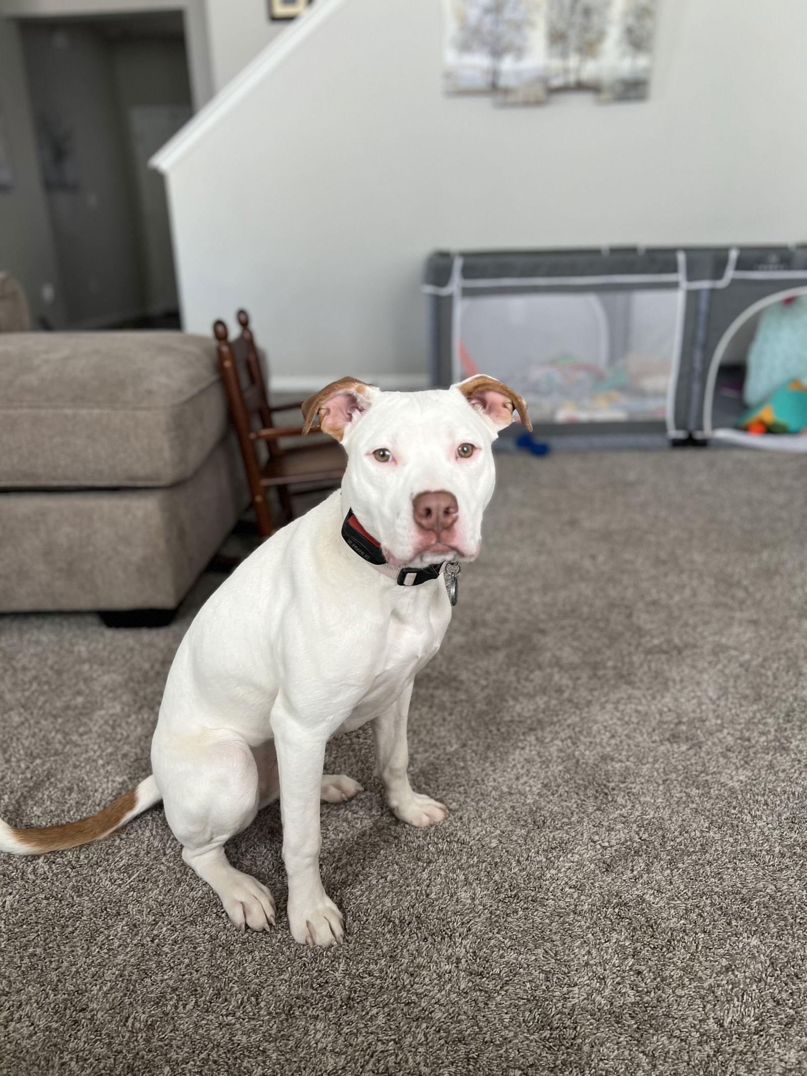 Nova, a Adopted Staffordshire Bull Terrier in Fort Collins, CO image 2/3