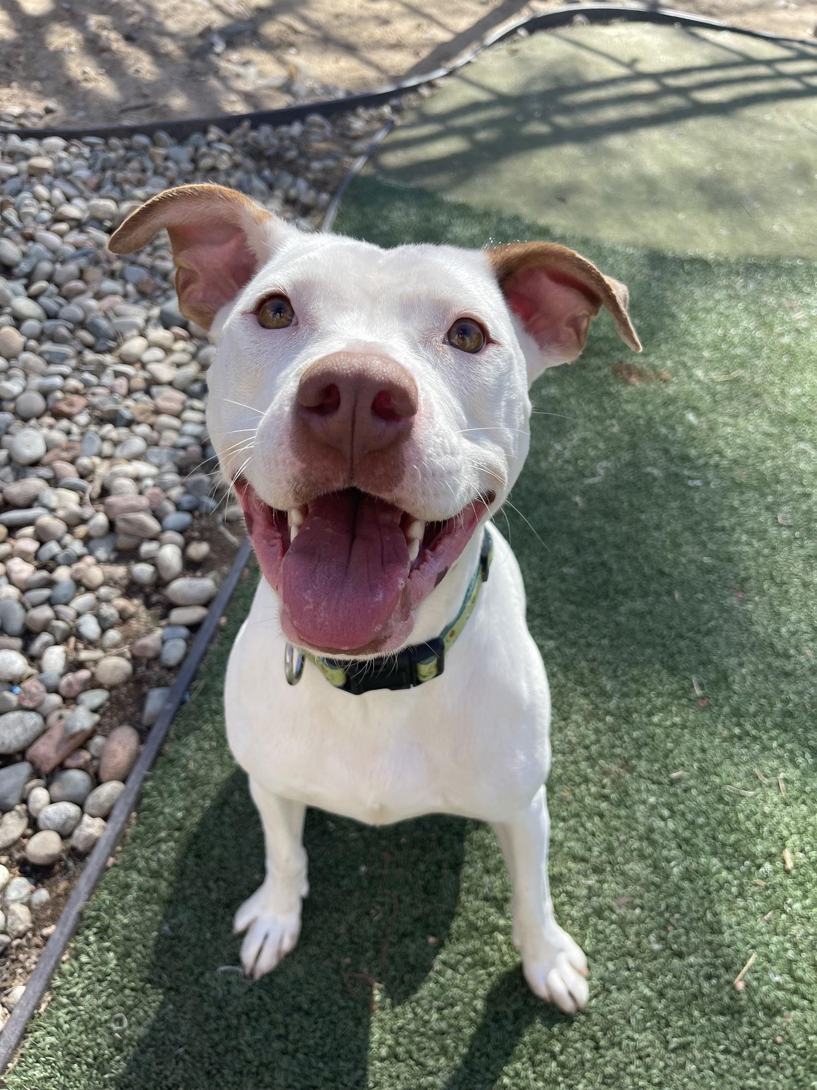 Nova, a Adopted Staffordshire Bull Terrier in Fort Collins, CO image 3/3