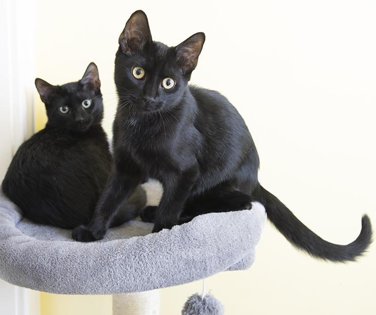 Saja & Jinu, a ADOPTABLE Domestic Short Hair in Chicago, IL image 2/5