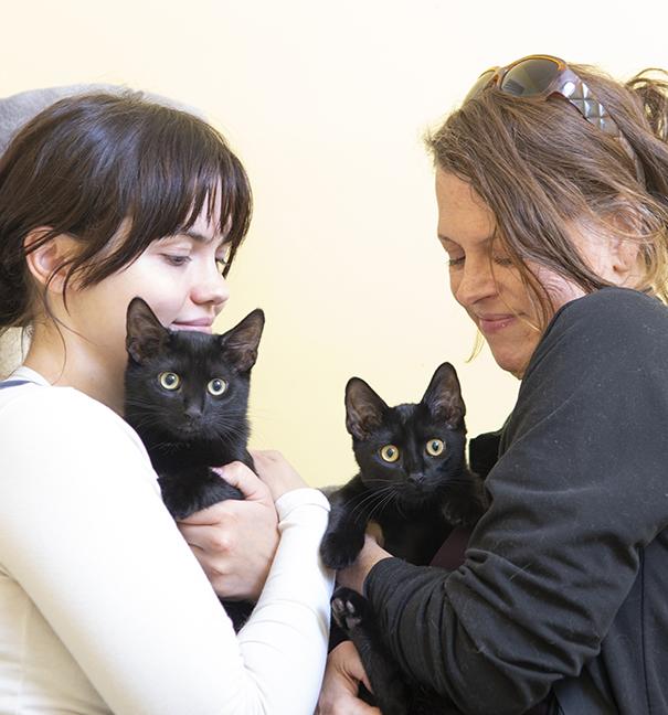 Saja & Jinu, a ADOPTABLE Domestic Short Hair in Chicago, IL image 1/5