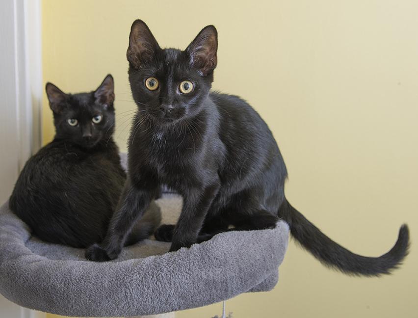 Saja & Jinu, a ADOPTABLE Domestic Short Hair in Chicago, IL image 3/5