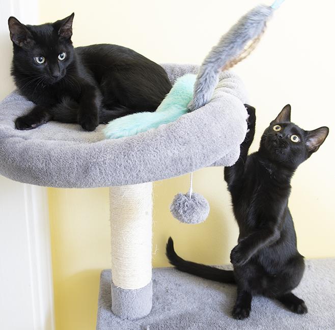 Saja & Jinu, a ADOPTABLE Domestic Short Hair in Chicago, IL image 5/5
