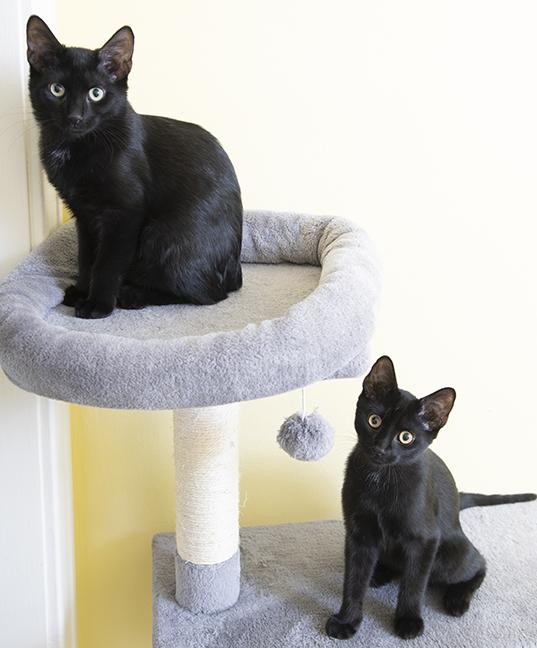 Saja & Jinu, a ADOPTABLE Domestic Short Hair in Chicago, IL image 4/5