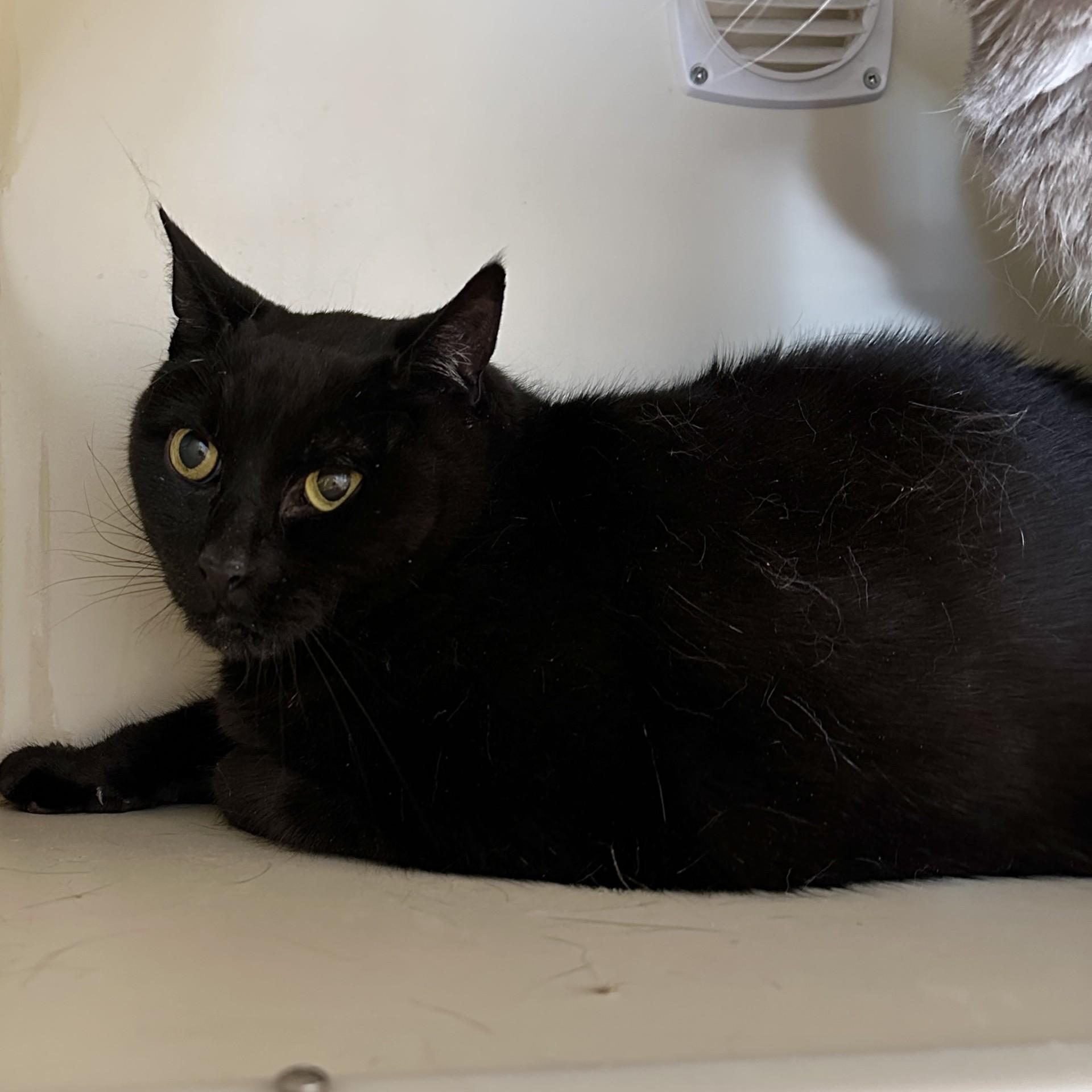 Toby, a Adoptable Domestic Short Hair in Victor, NY image 3/4