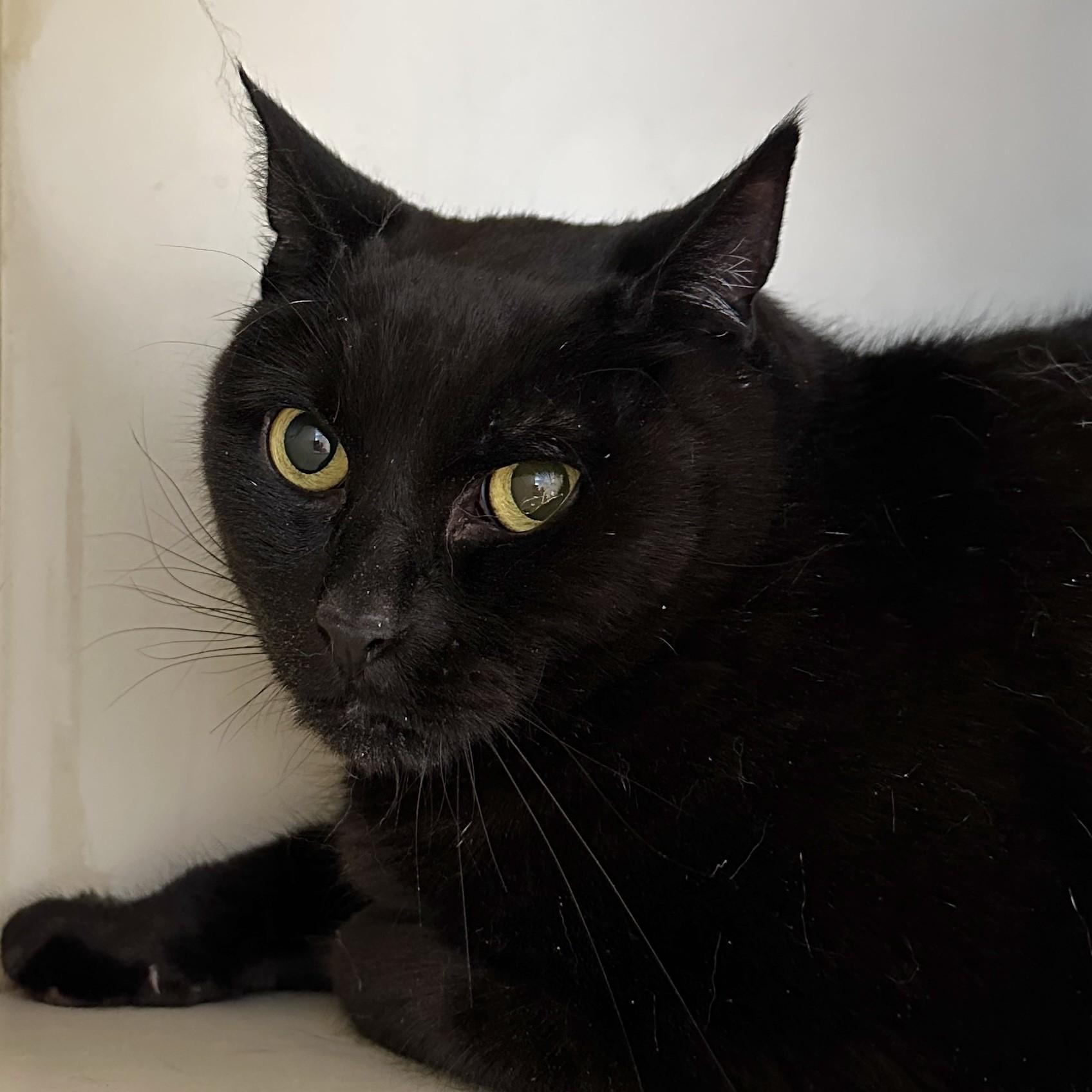 Toby, a Adoptable Domestic Short Hair in Victor, NY image 4/4