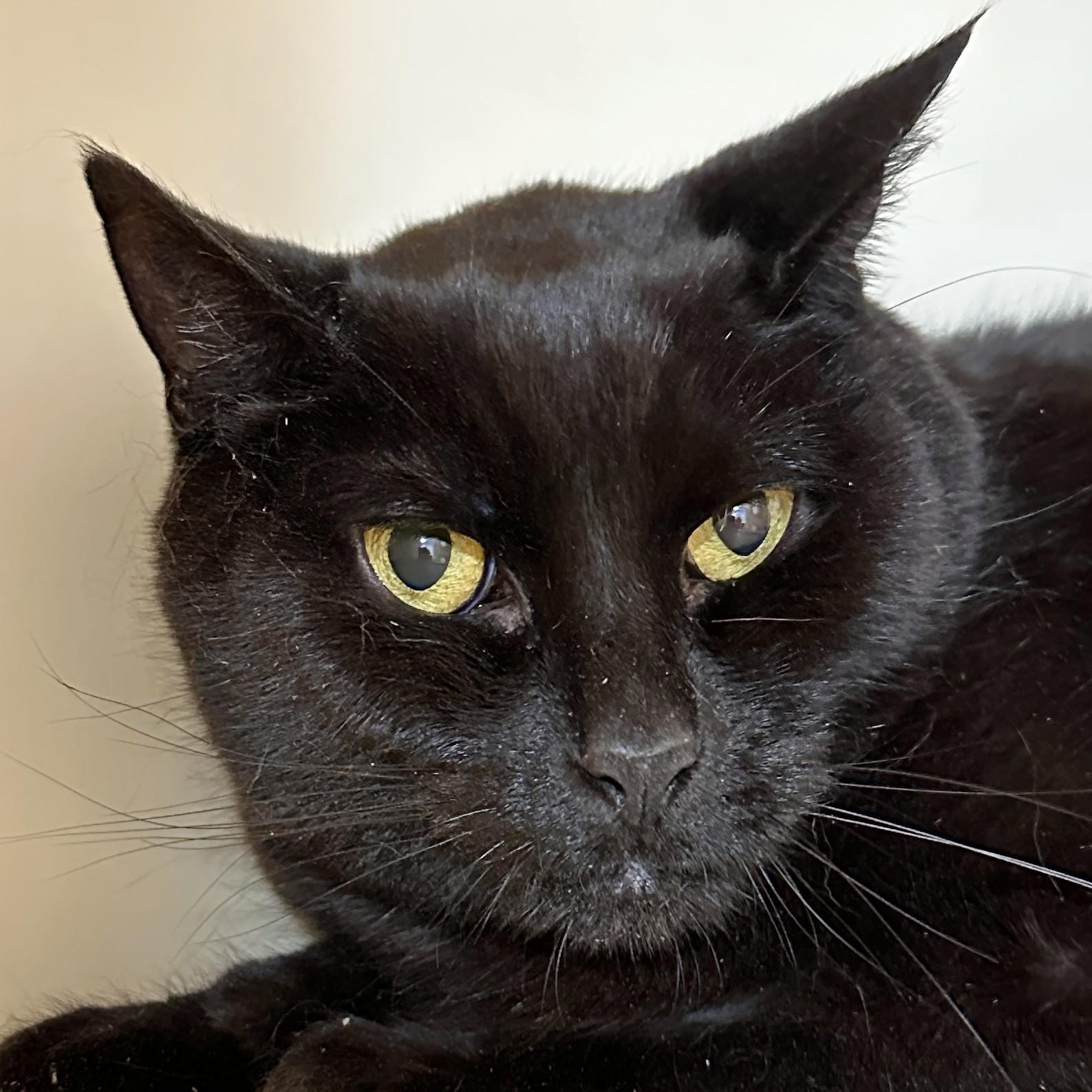 Toby, a Adoptable Domestic Short Hair in Victor, NY image 1/4