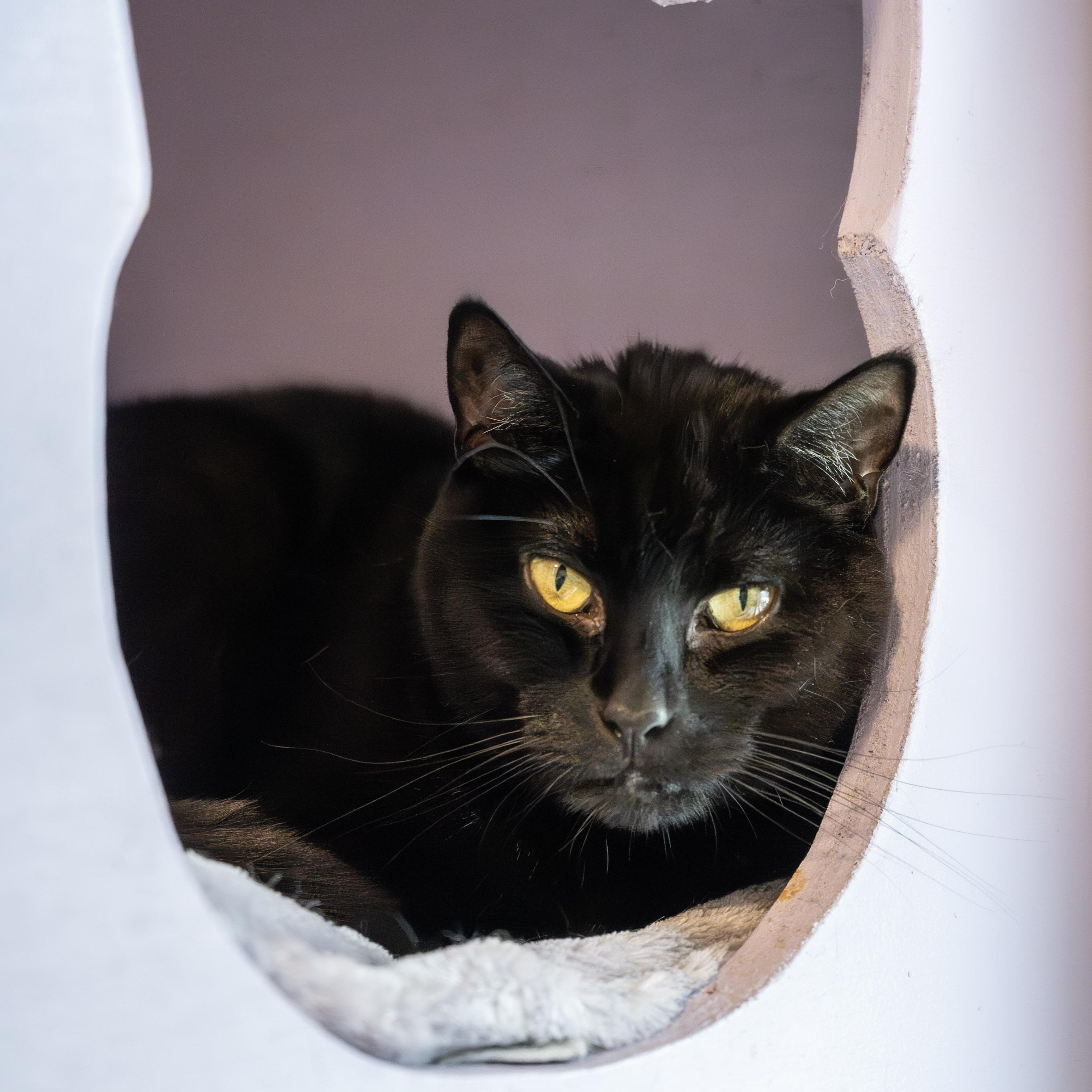 Toby, a Adoptable Domestic Short Hair in Victor, NY image 2/4