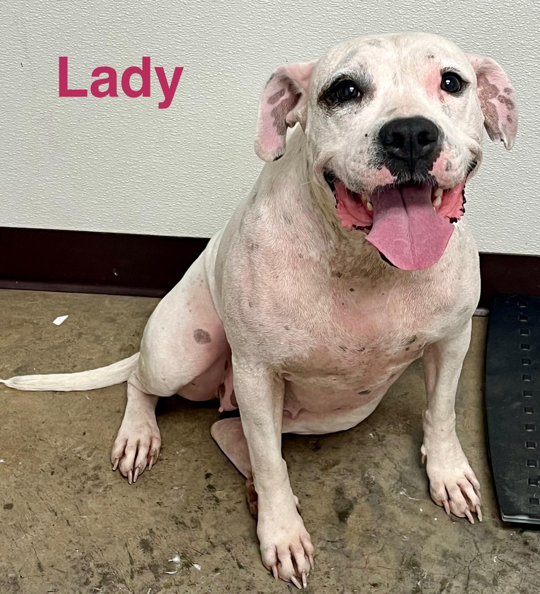Lady