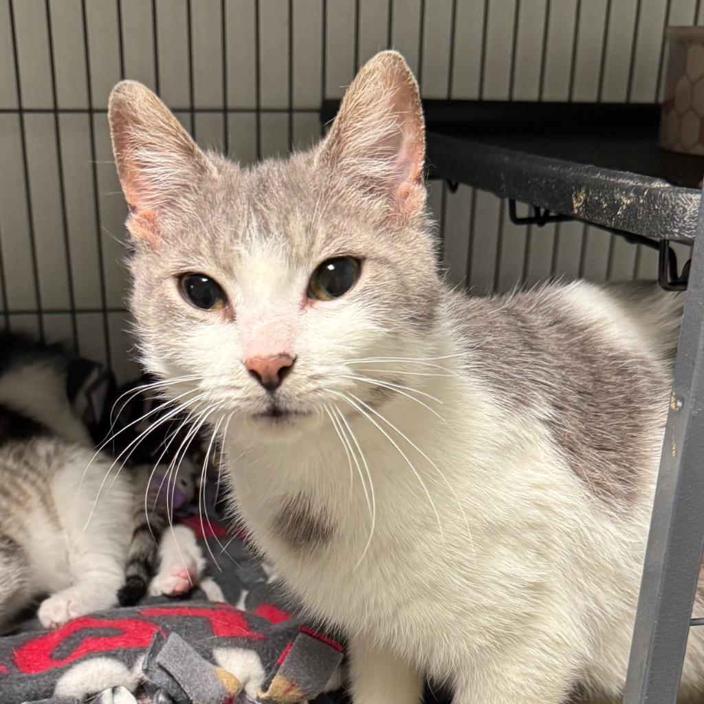 Enlarge Lavendar, a Adoptable mixed breed in Saginaw, MI image 1/1