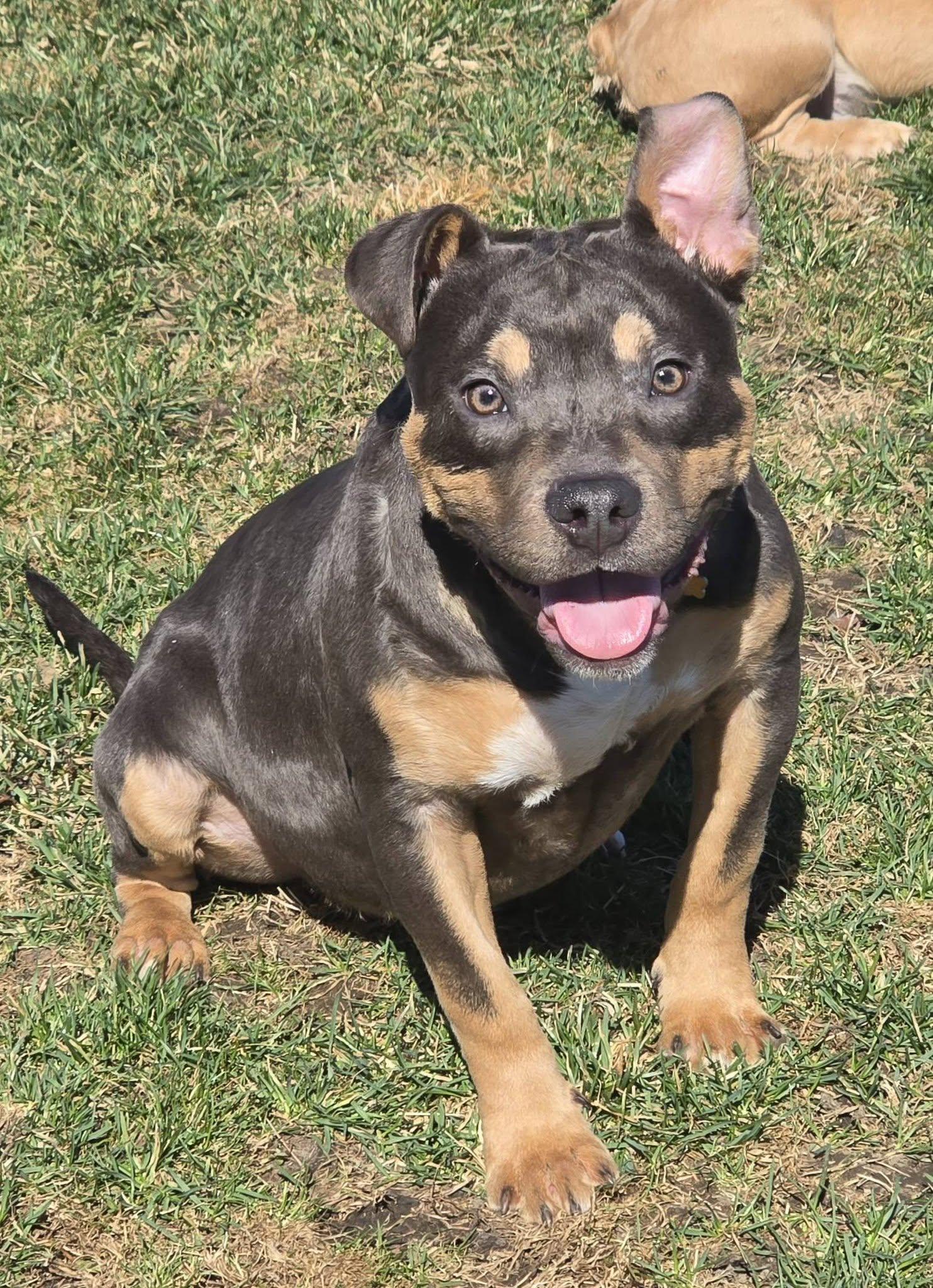 Nyssa , adopted, Young Female American Staffordshire Terrier & Pit Bull Terrier.