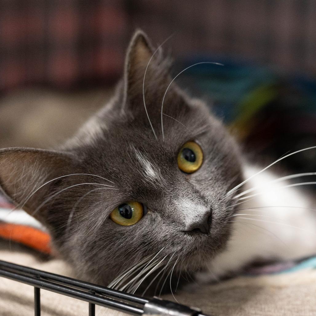 26-55 Tutu, Adoptable, Young Female Domestic Medium Hair.