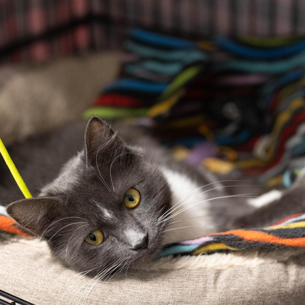 Enlarge 26-55 Tutu, a Adoptable Domestic Medium Hair in North Branford, CT image 2/4
