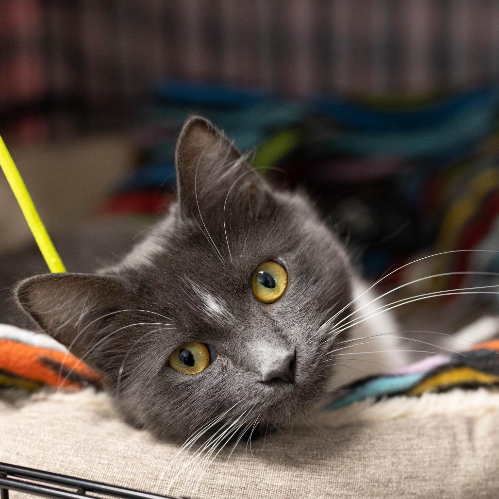 Enlarge 26-55 Tutu, a Adoptable Domestic Medium Hair in North Branford, CT image 3/4