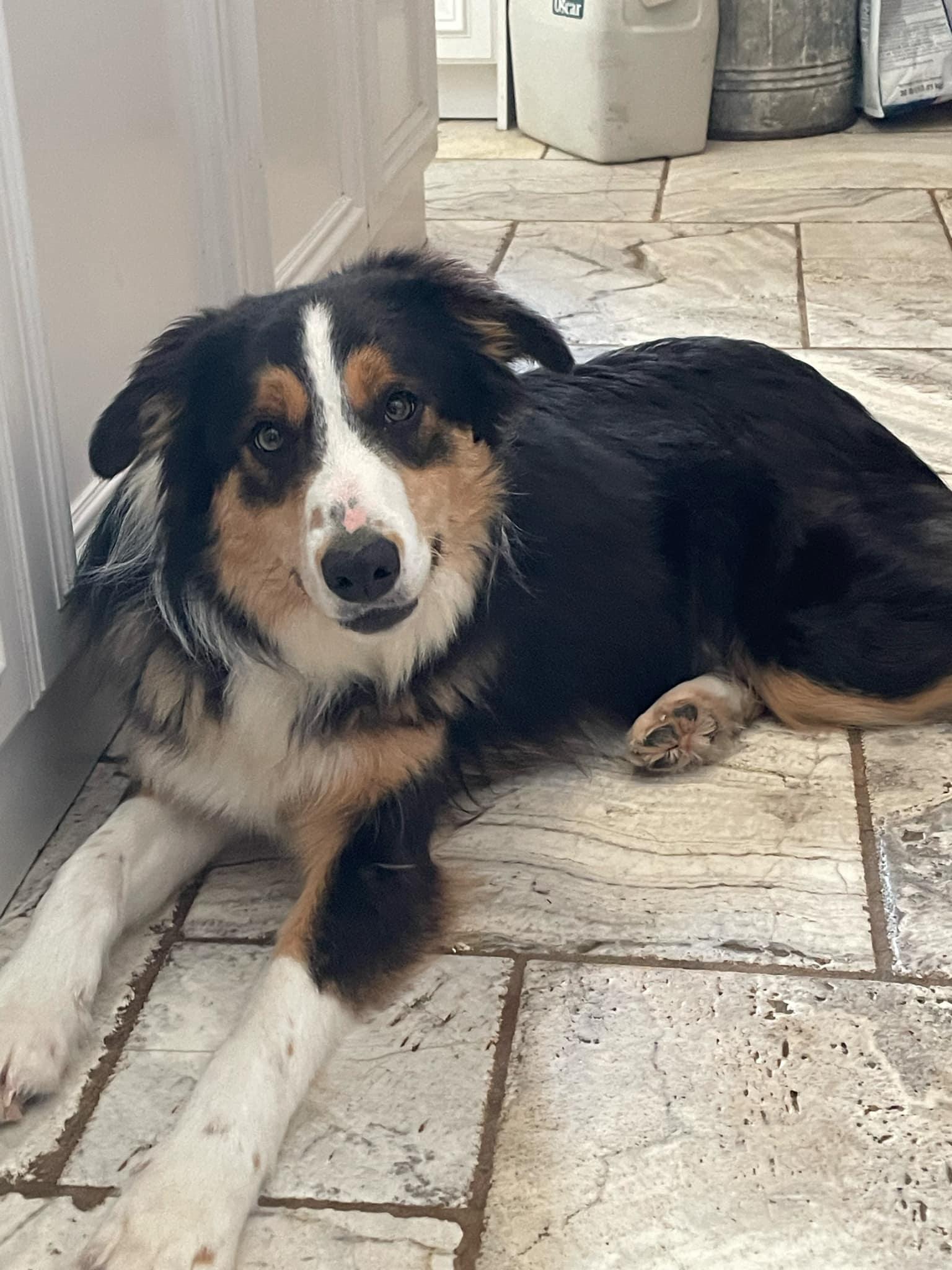 Cooper, an adoptable Border Collie in STE-MARGUERITE-DU-LAC-MASSON, QC, J0T 1L0 | Photo Image 1
