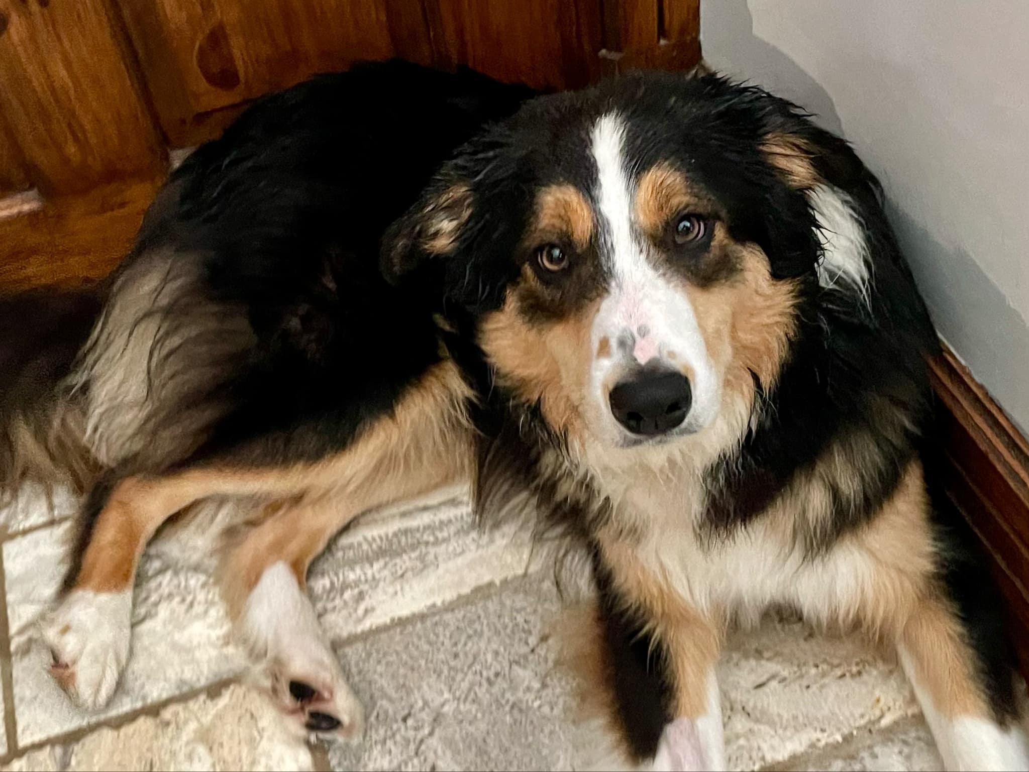 Cooper, an adoptable Border Collie in STE-MARGUERITE-DU-LAC-MASSON, QC, J0T 1L0 | Photo Image 2