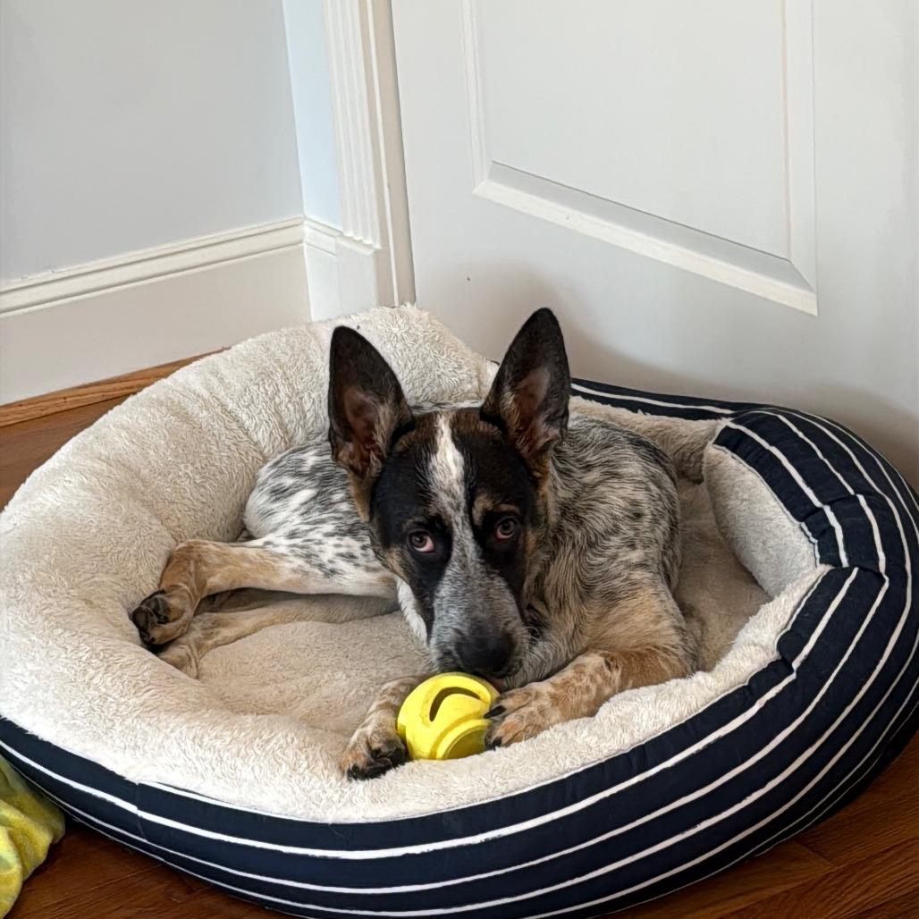 Alvie, Adoptable, Puppy Male Pointer & Australian Cattle Dog / Blue Heeler.