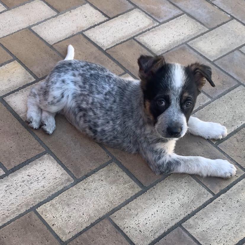 Alvie, Adoptable, Puppy Male Pointer & Australian Cattle Dog / Blue Heeler.