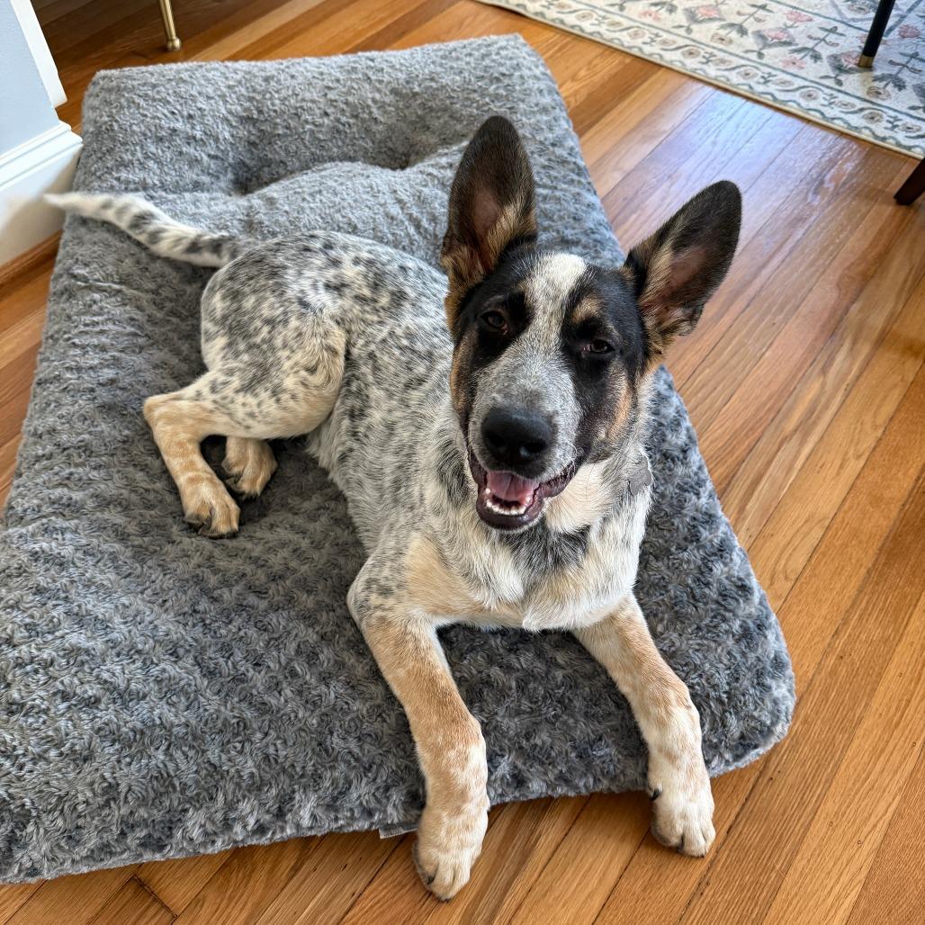 Alvie, a Adoptable mixed breed in Houston, TX image 2/5