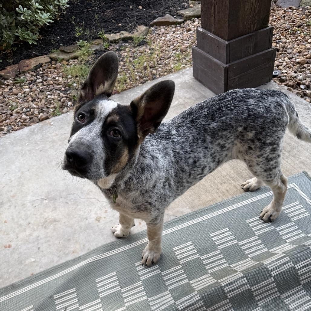 Enlarge Alvie, a Adoptable mixed breed in Houston, TX image 2/4