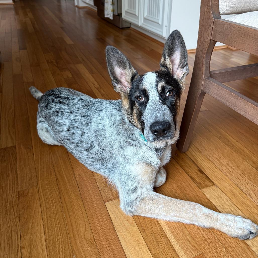 Alvie, a Adoptable mixed breed in Houston, TX image 5/5