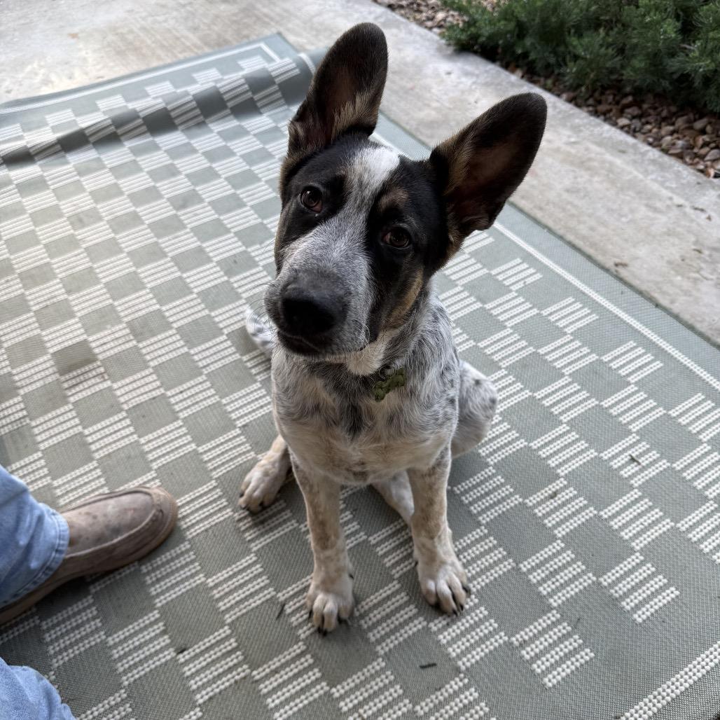 Enlarge Alvie, a Adoptable mixed breed in Houston, TX image 4/4