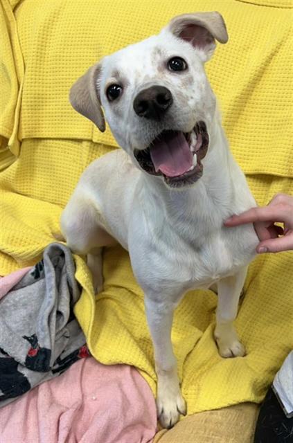 Enlarge SNAKE ROOT, a Adoptable mixed breed in Peoria, IL image 1/1