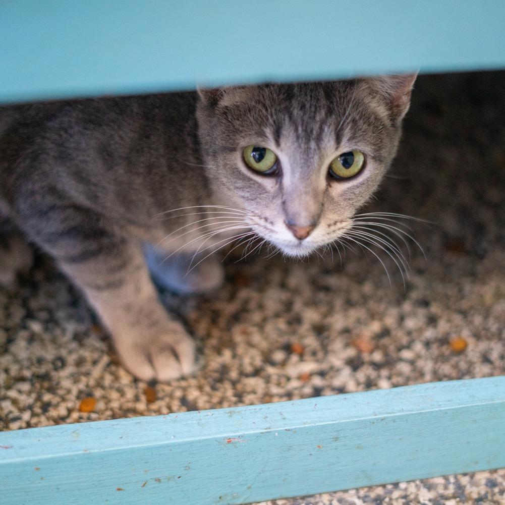 Mama Elvira, Adoptable, Young Female Domestic Short Hair.