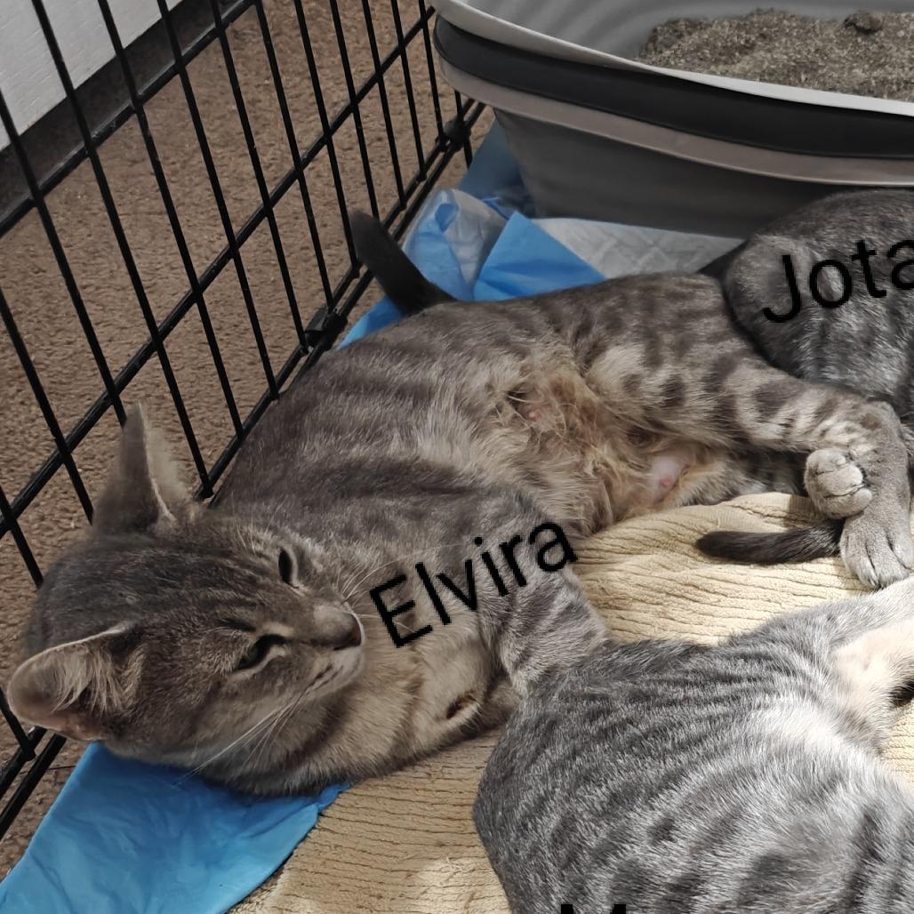 Mama Elvira, a Adoptable Domestic Short Hair in Denver, CO image 2/3