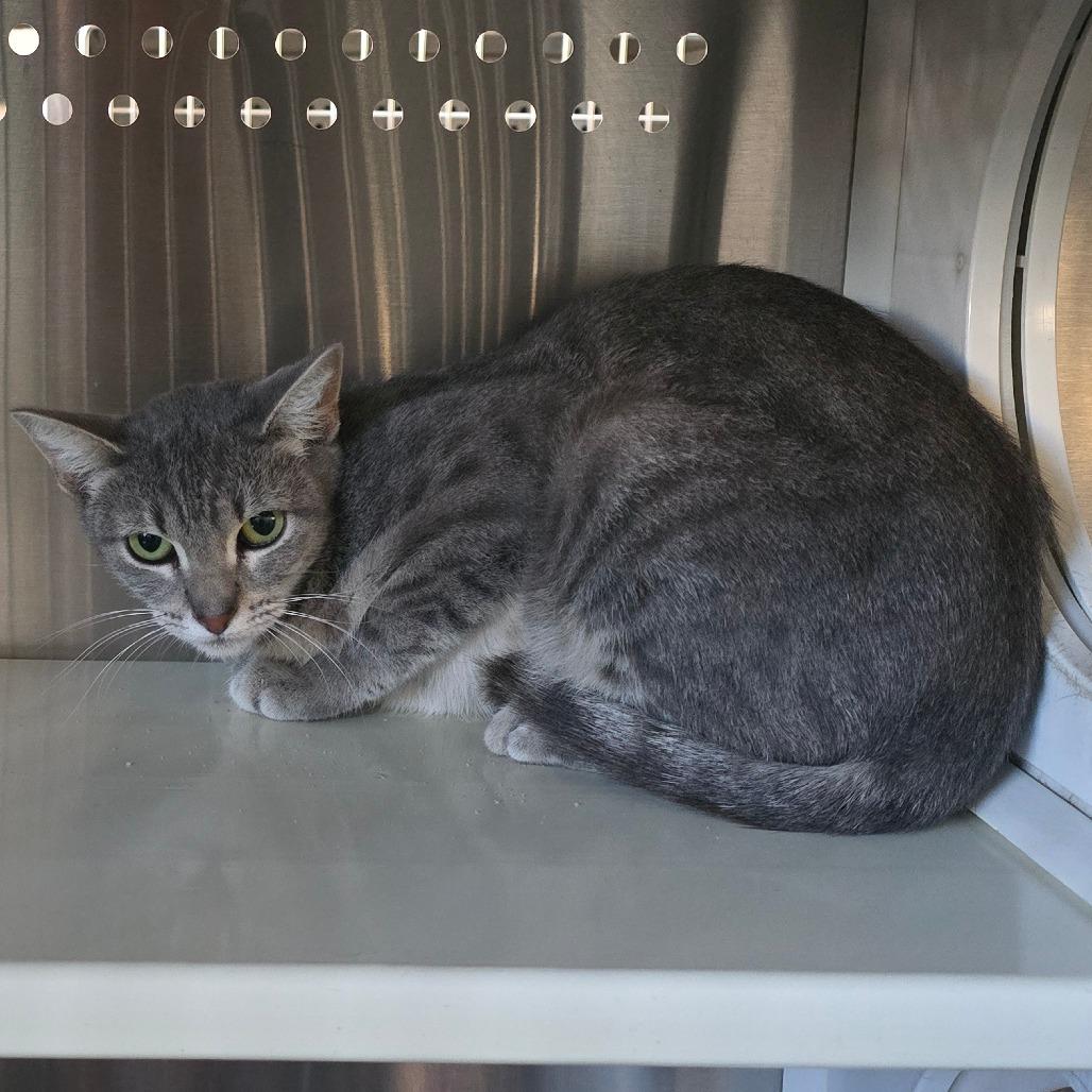 Mama Elvira, a Adoptable Domestic Short Hair in Denver, CO image 3/3