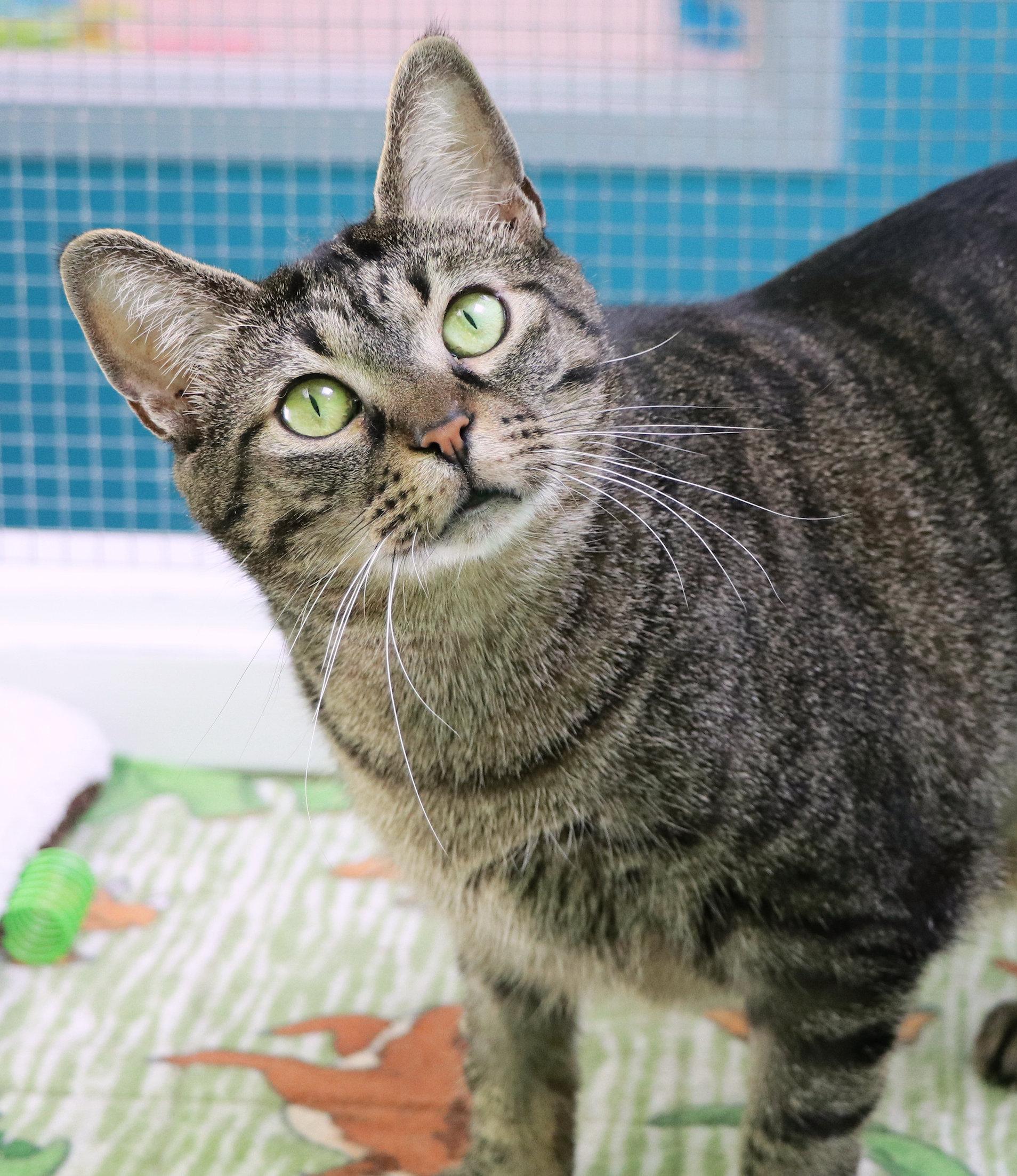 Mimi, Adoptable, Adult Female Domestic Short Hair.