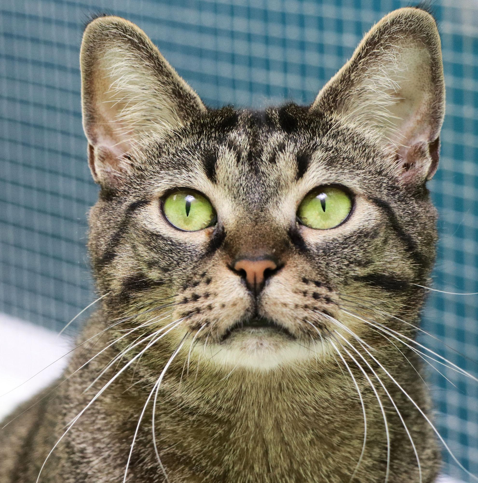 Mimi, a Adoptable Domestic Short Hair in Cincinnati, OH image 2/3