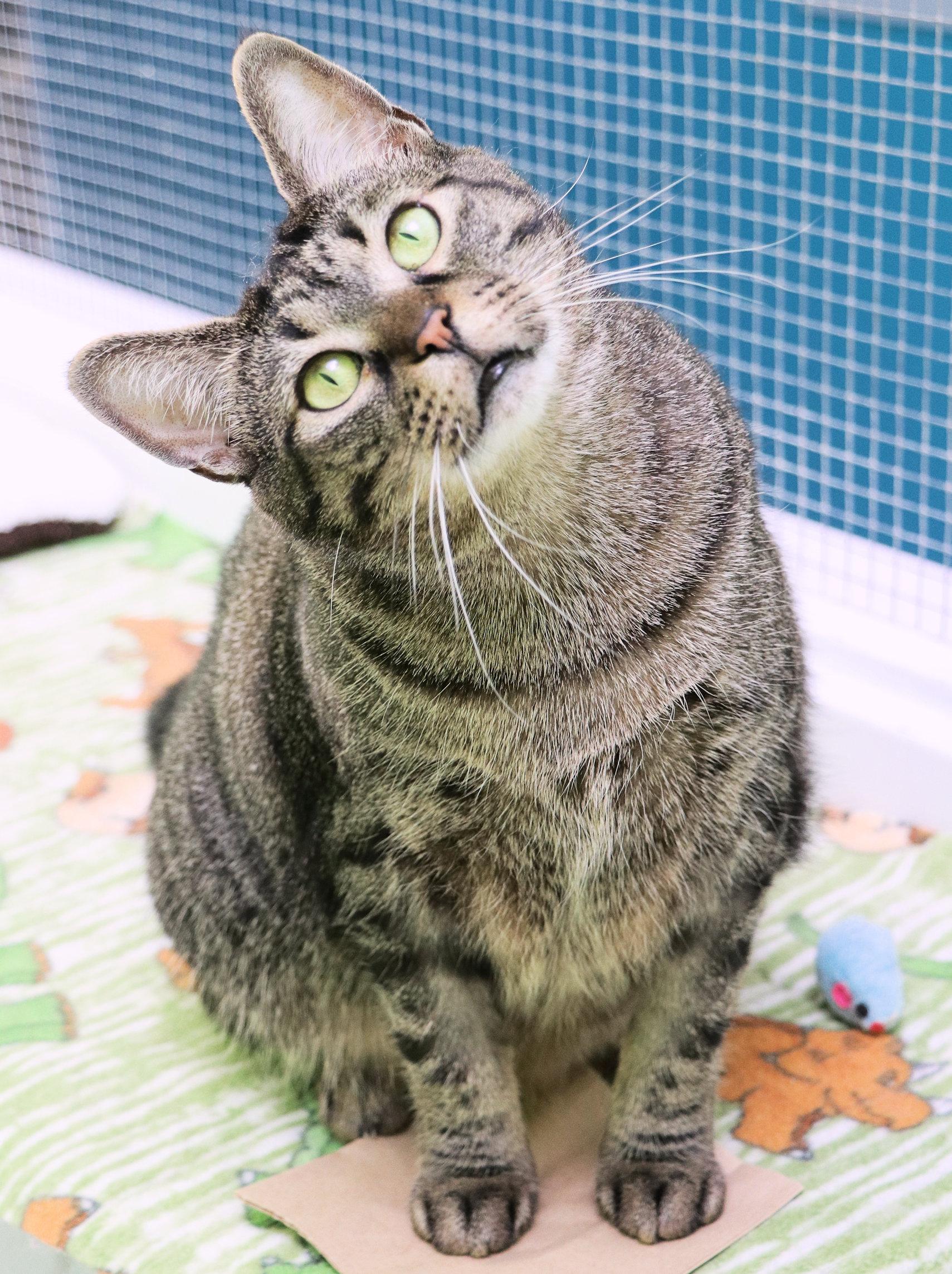 Mimi, a Adoptable Domestic Short Hair in Cincinnati, OH image 3/3