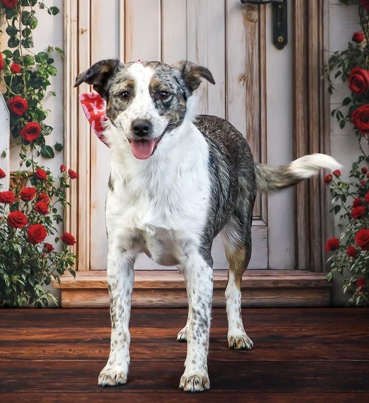 Enlarge Sadie June, a Adoptable mixed breed in Arlington, TX image 1/6