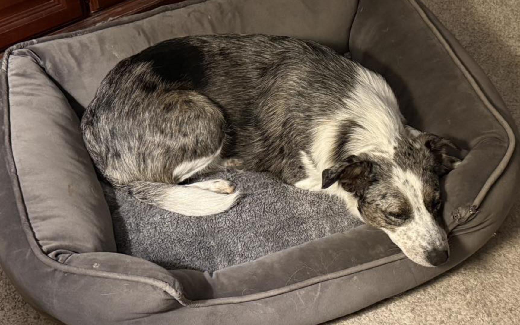 Enlarge Sadie June, a Adoptable mixed breed in Arlington, TX image 3/4