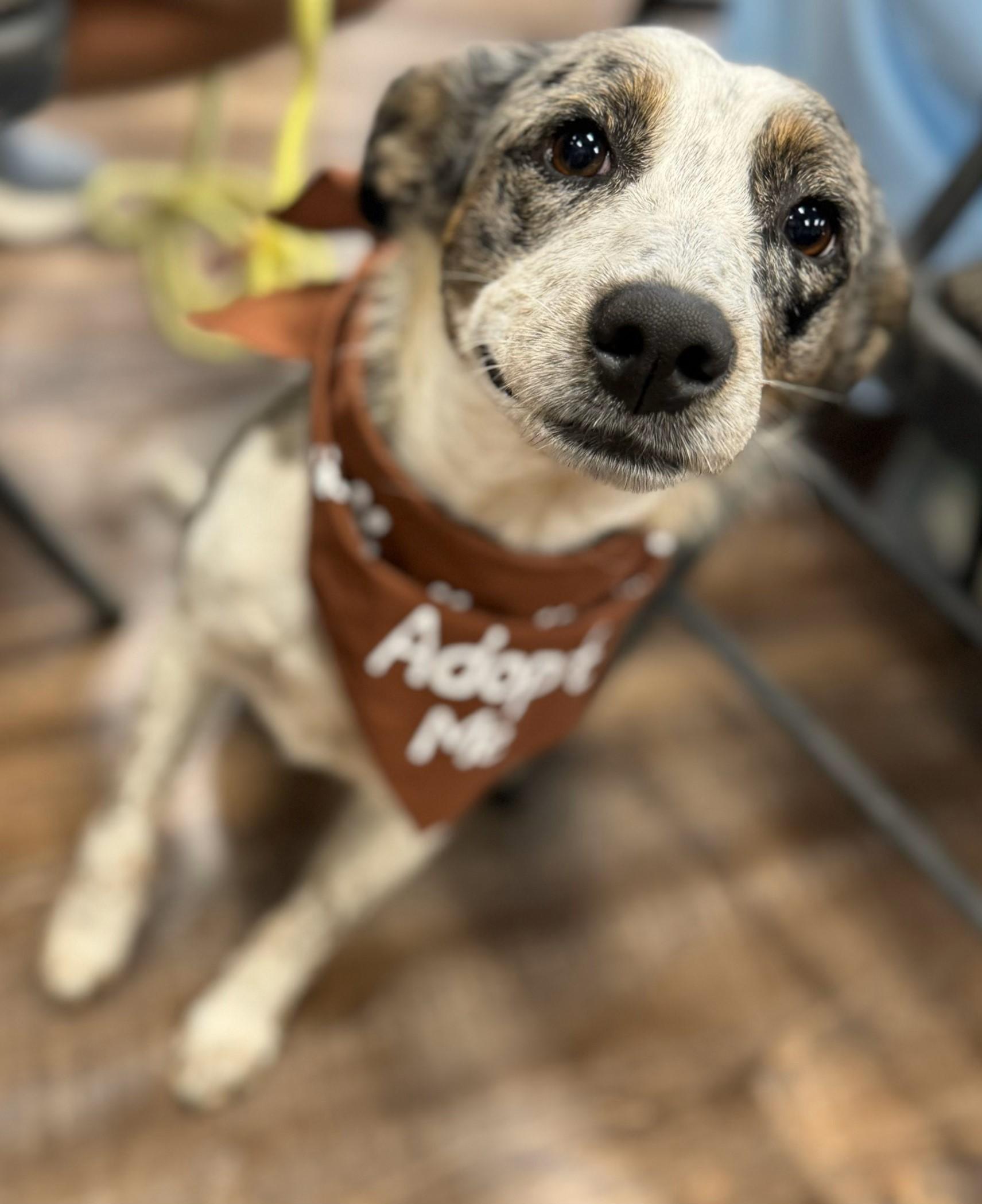 Enlarge Sadie June, a Adoptable mixed breed in Arlington, TX image 5/6