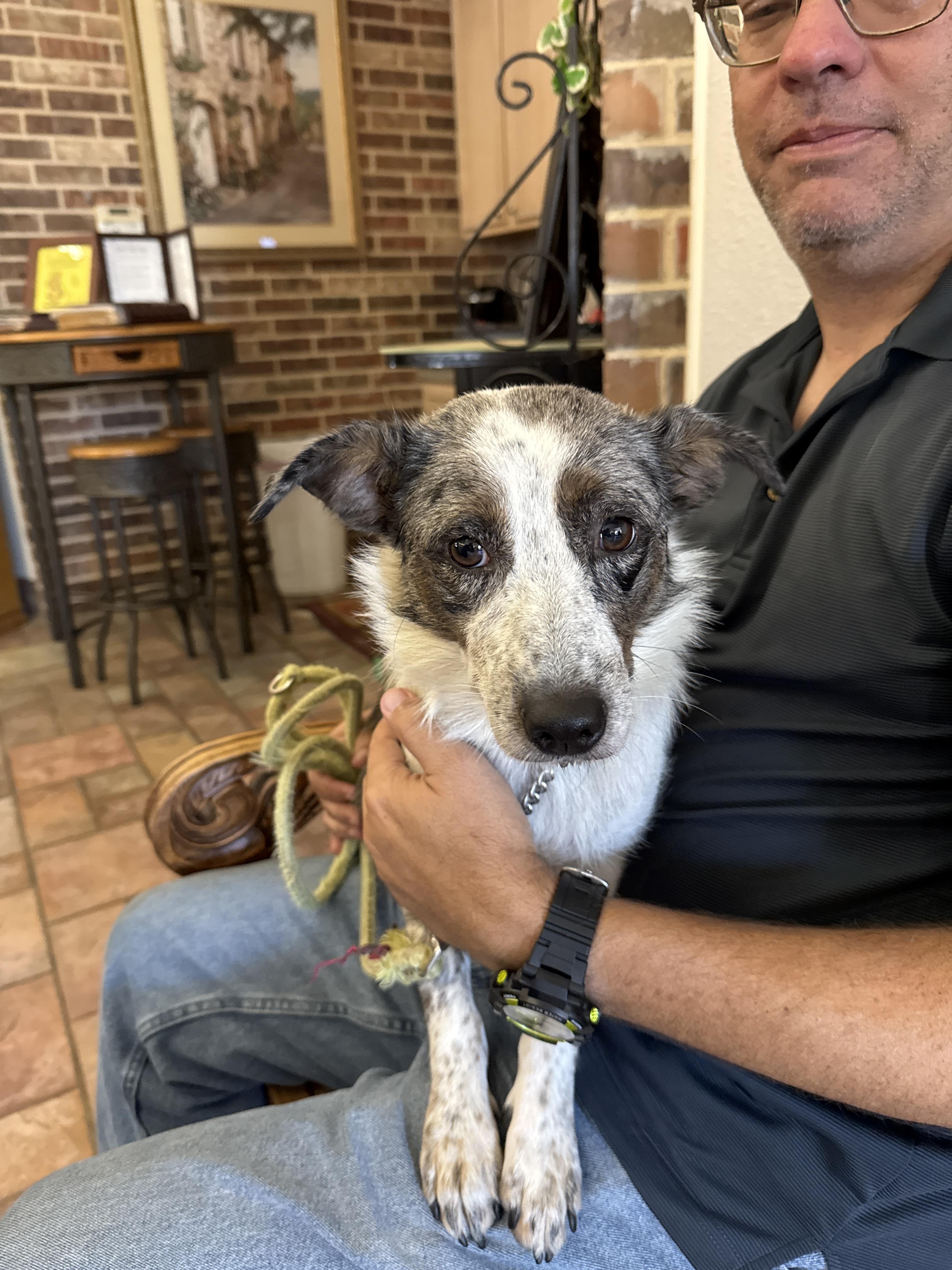 Enlarge Sadie June, a Adoptable mixed breed in Arlington, TX image 6/6